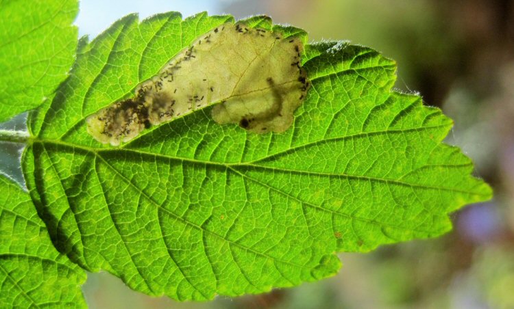 larva in mine