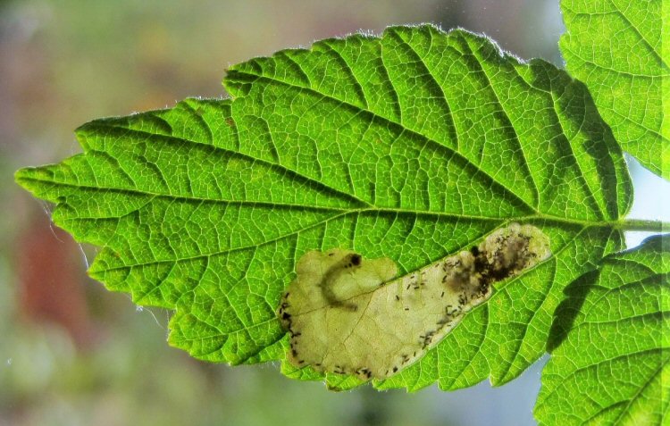 larva in mine