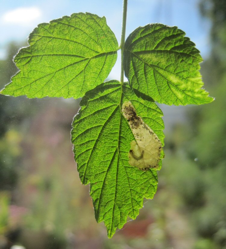 larva in mine