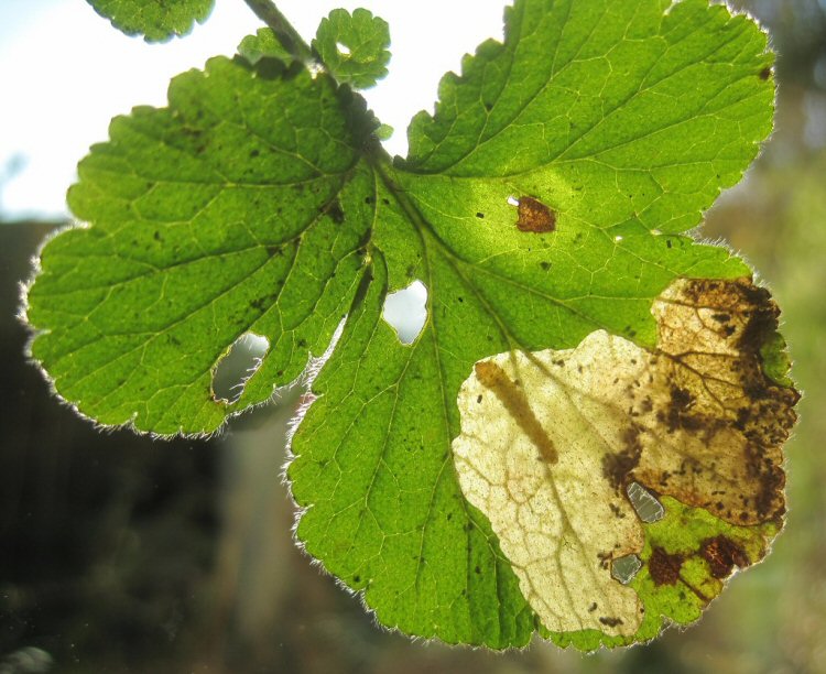 larva in mine