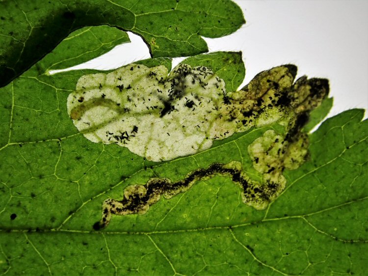 initial gallery leads to a blotch