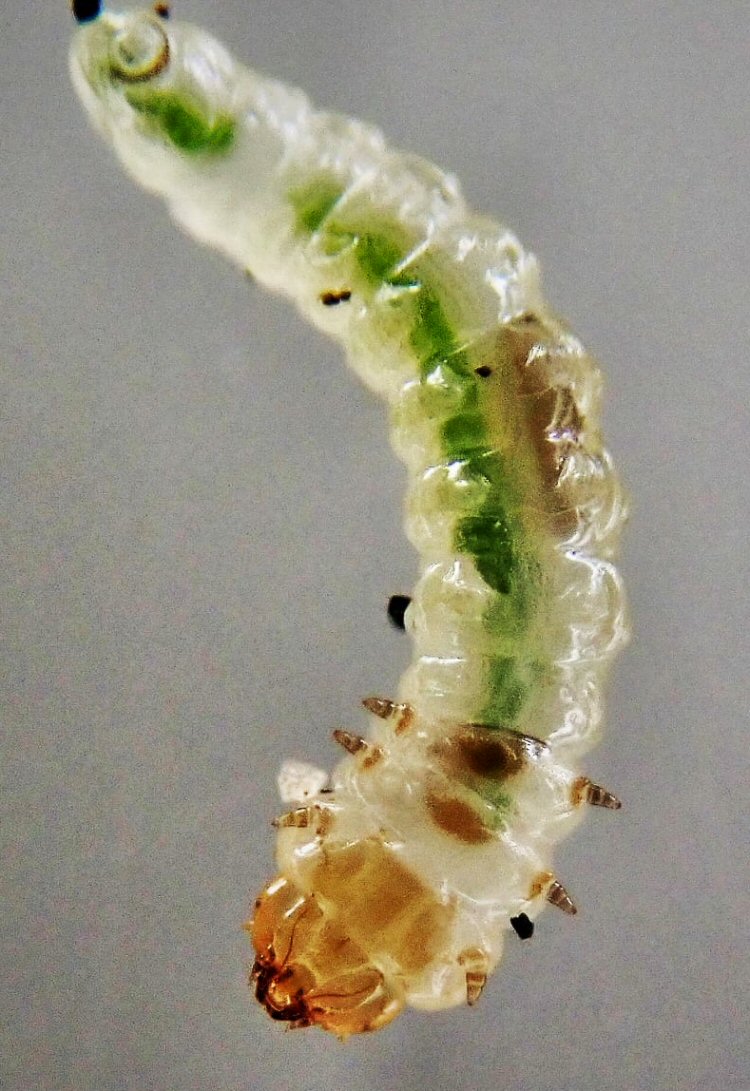larva
