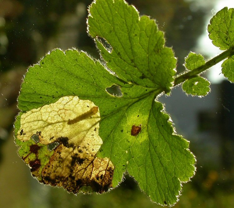 larva in mine