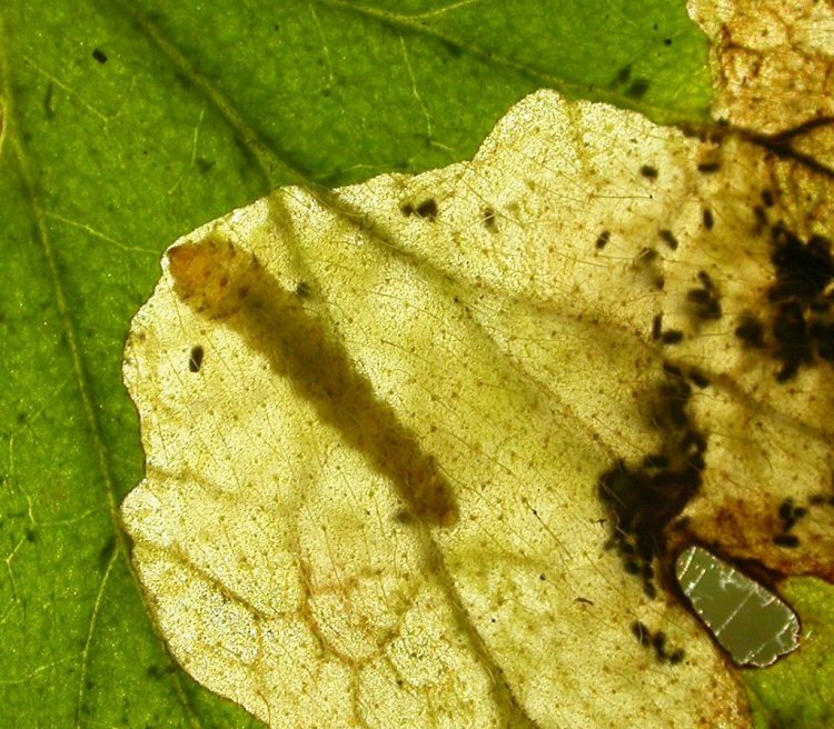 larva i mine