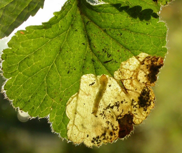 larva in mine