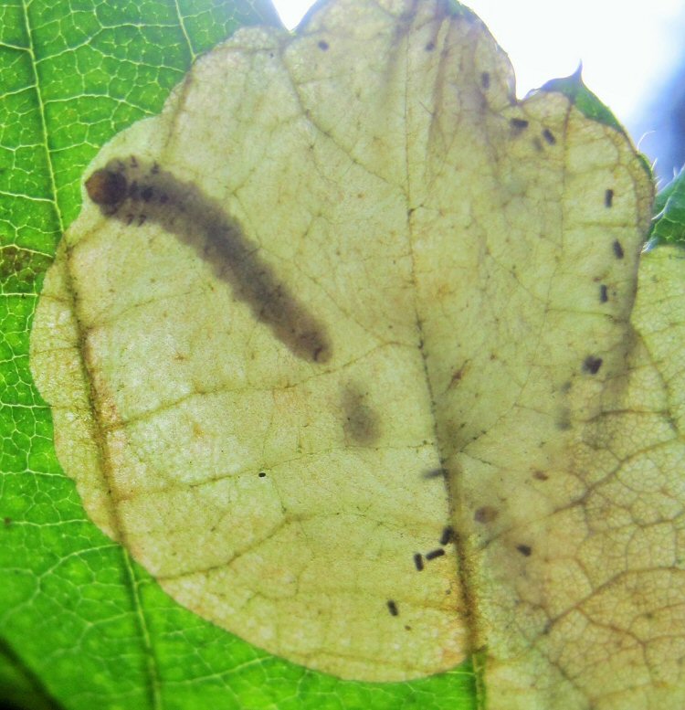 larva in mine