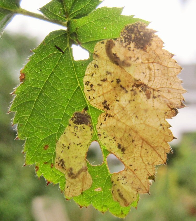 there may be more than one mine in a leaf.
