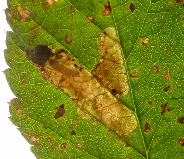 larva in mine