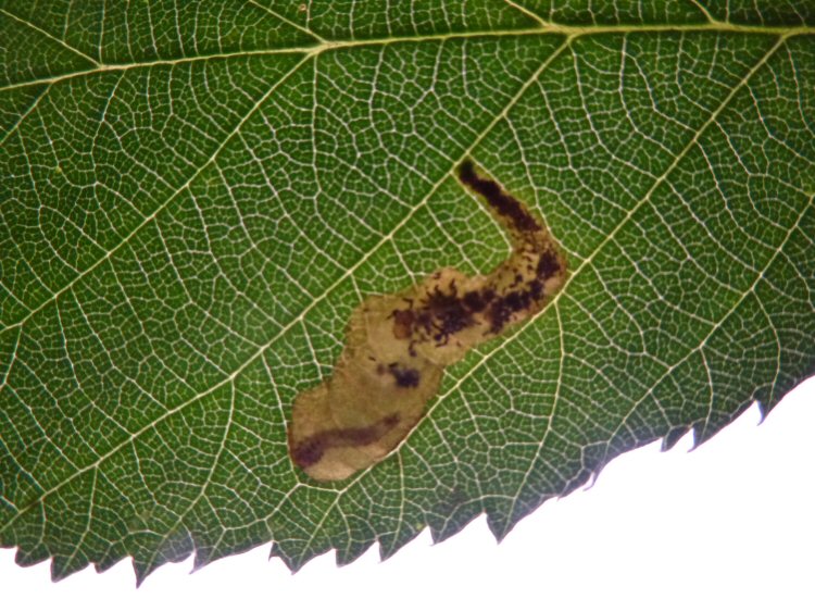 larva in mine