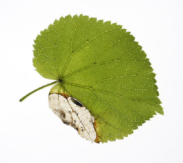 a parasitised mine
