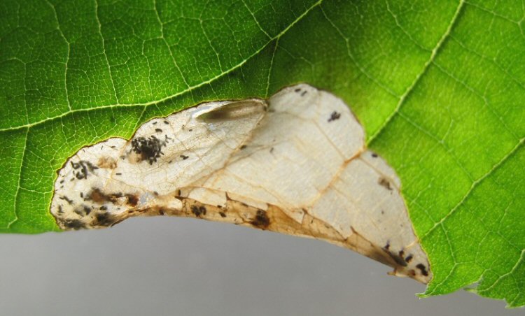 cocoon of parasite