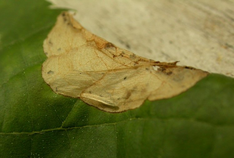 parasite cocoon