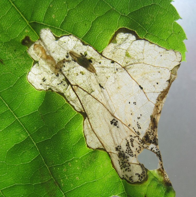 detail of larva and parasite