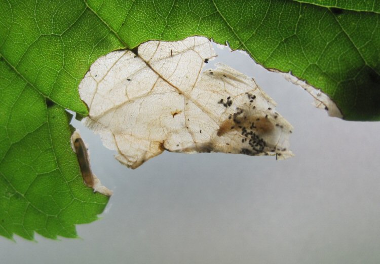 parasite in mine
