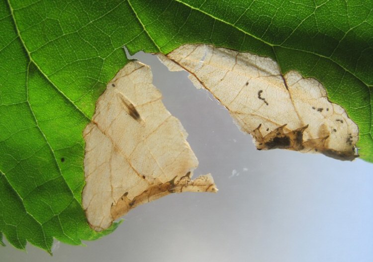 cocoon