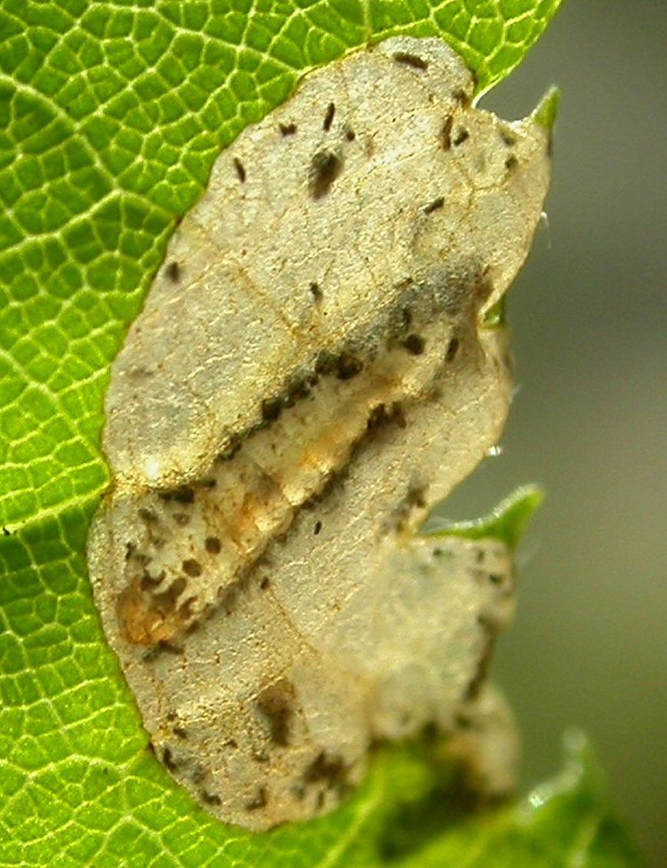 larva