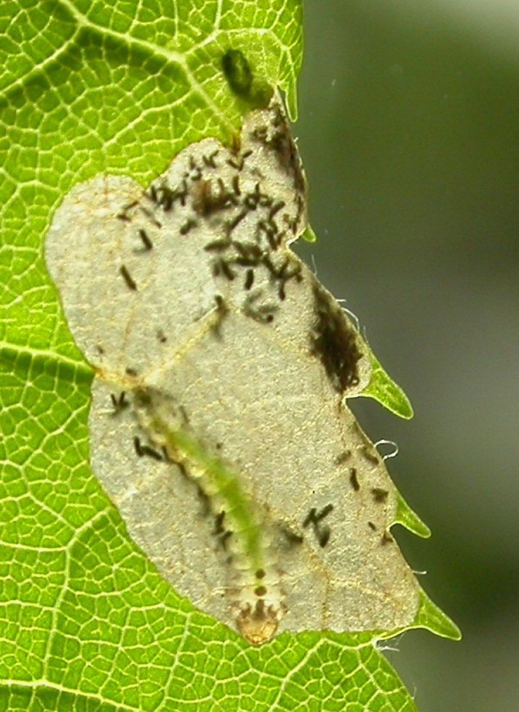 larva