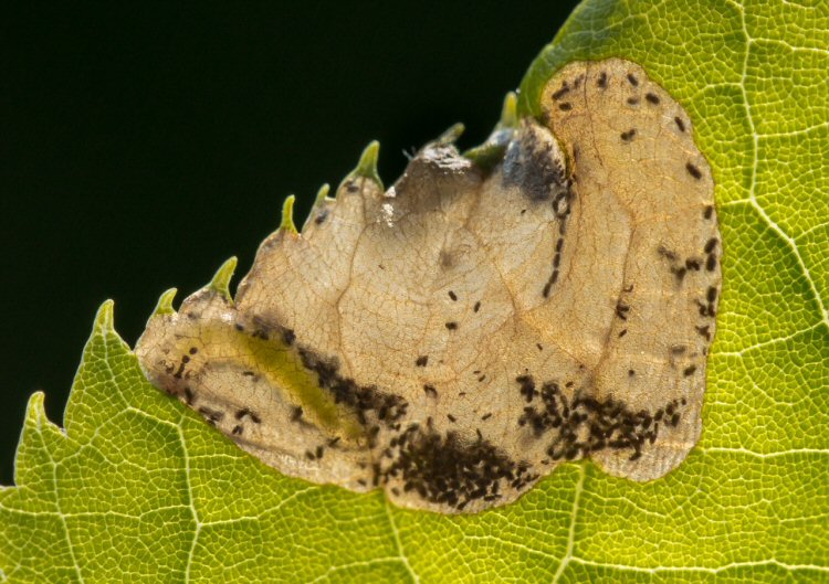 larva in mine