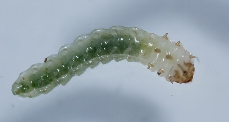 larva