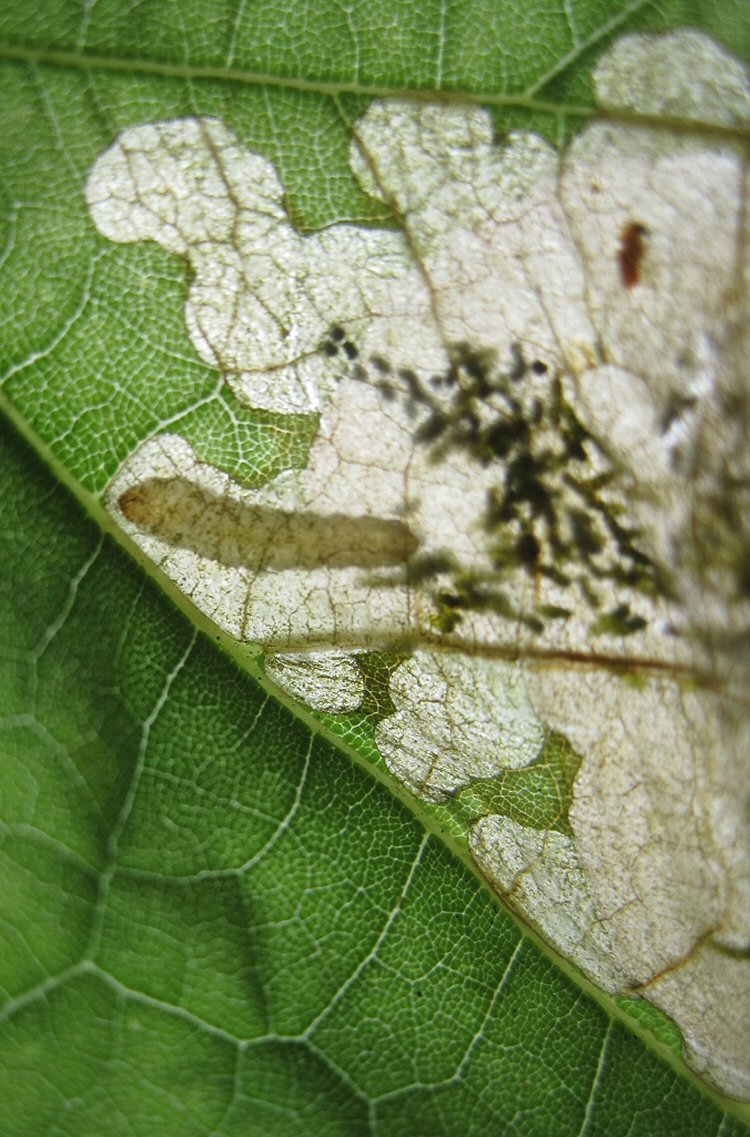 larva in mine