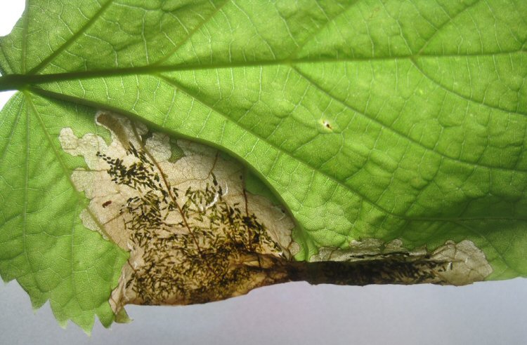 the leaf edge curls