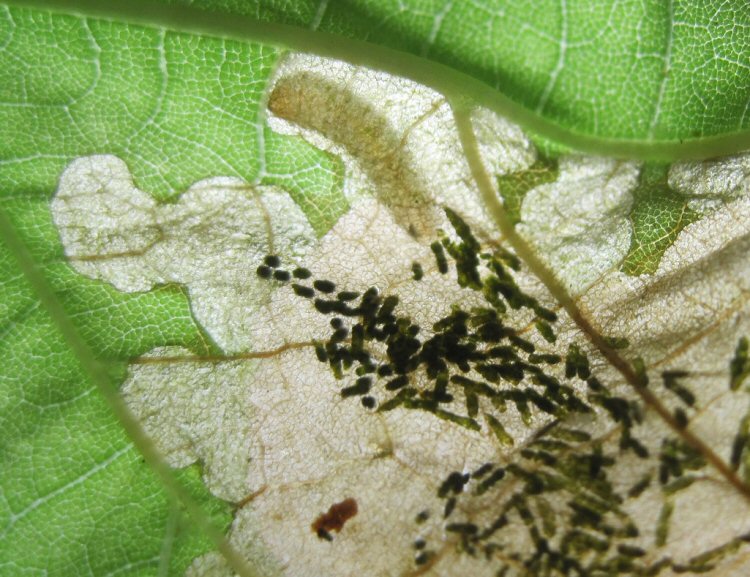 larva 