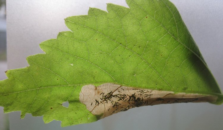 the leaf rolls