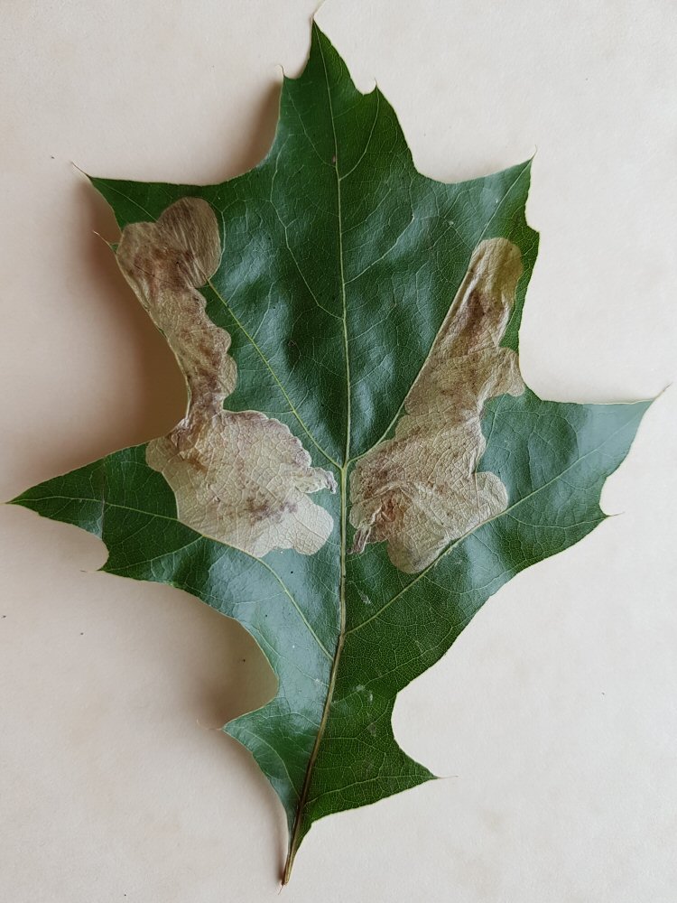 blotch becomes brown