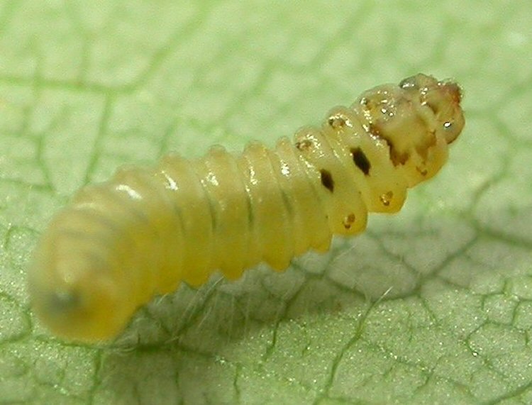 ventral view of larva