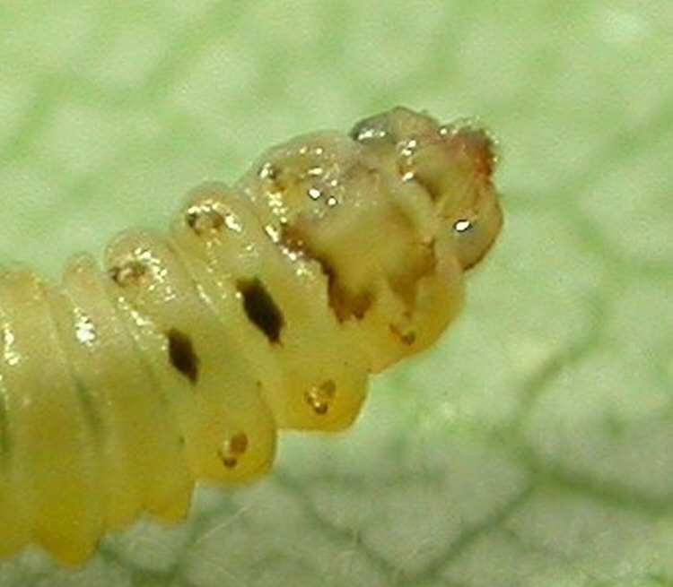 ventral view of larva
