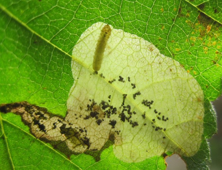 larva in mine