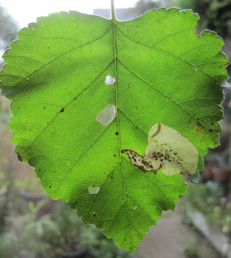 larva in mine