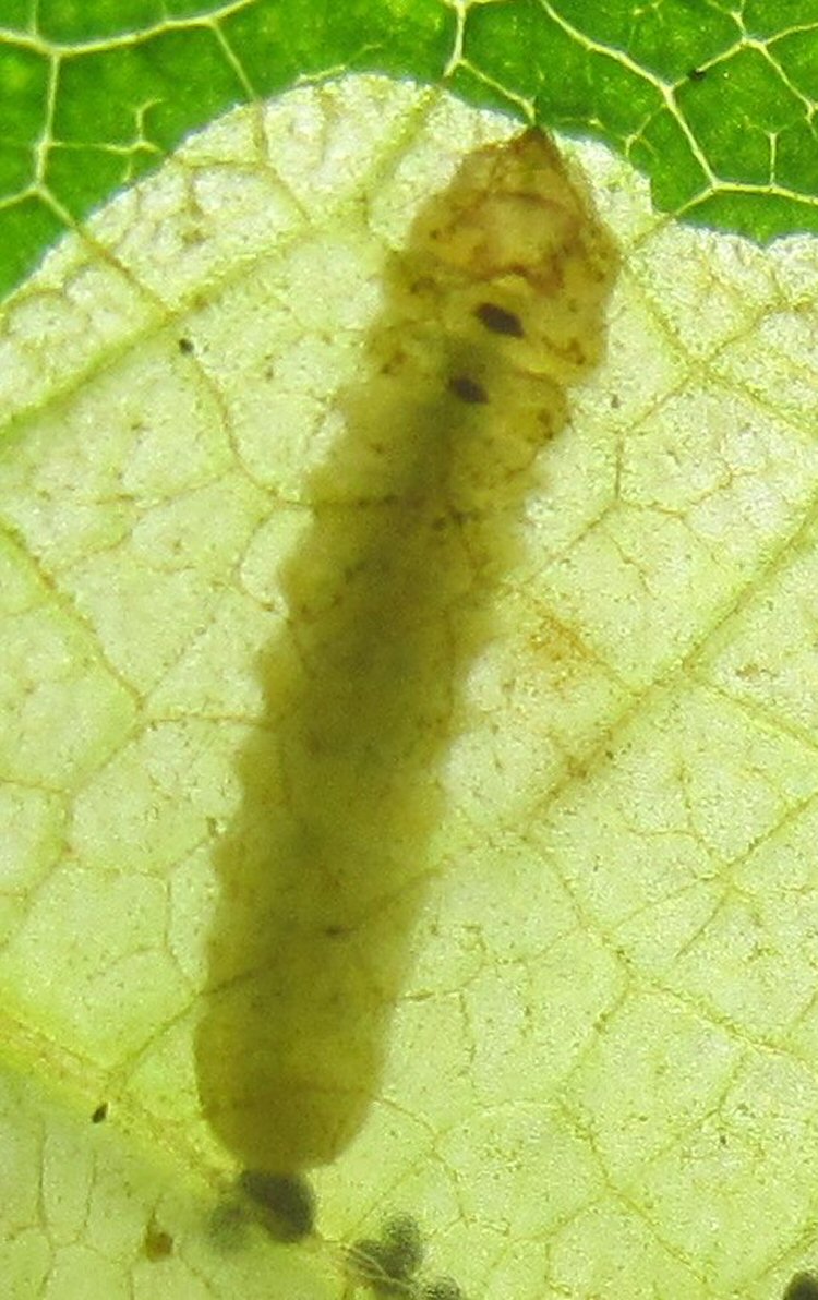 larva in mine.