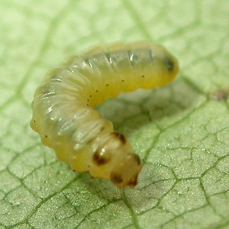 dorsal view of larva