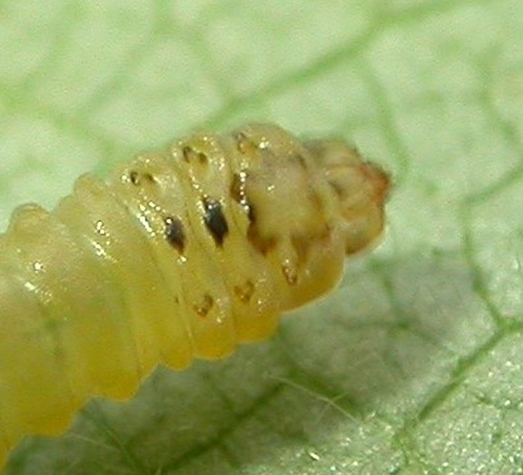 ventral view of larva