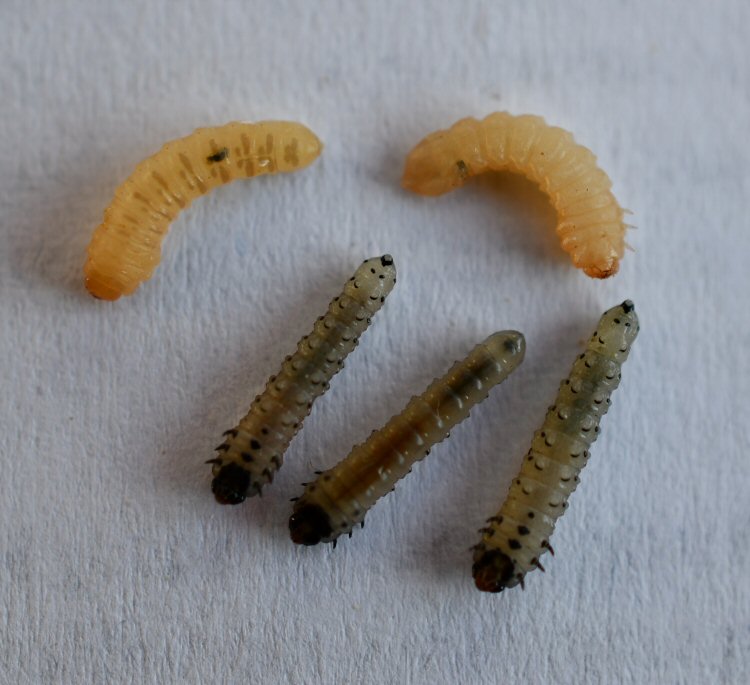 parasitised eonymphs