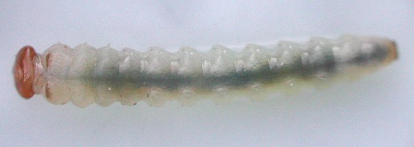 dorsal view of larva
