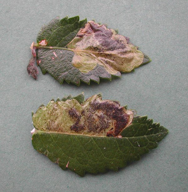 large blotch mines are formed