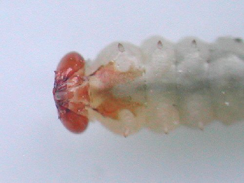 ventral view