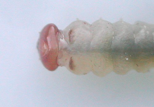 dorsal view