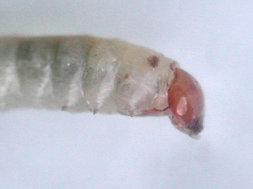 lateral view of head