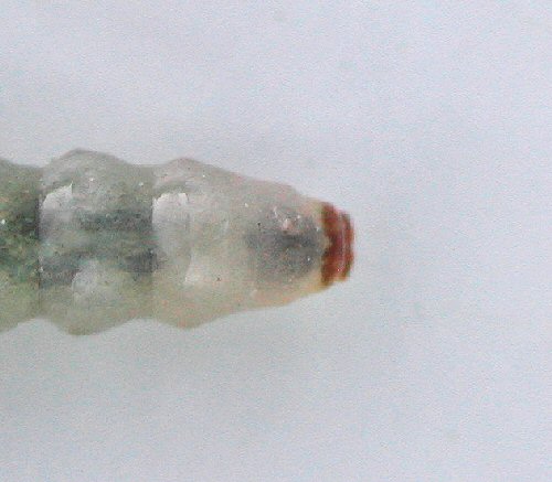 anal end - dorsal view