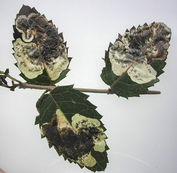 adjacent leaves my be mined
