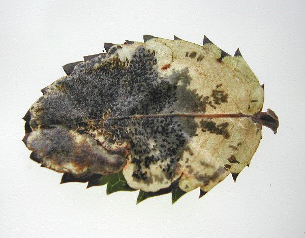 the mine may occupy the whole leaf