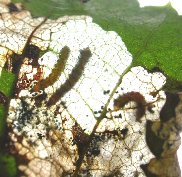 there may be several mines in a leaf