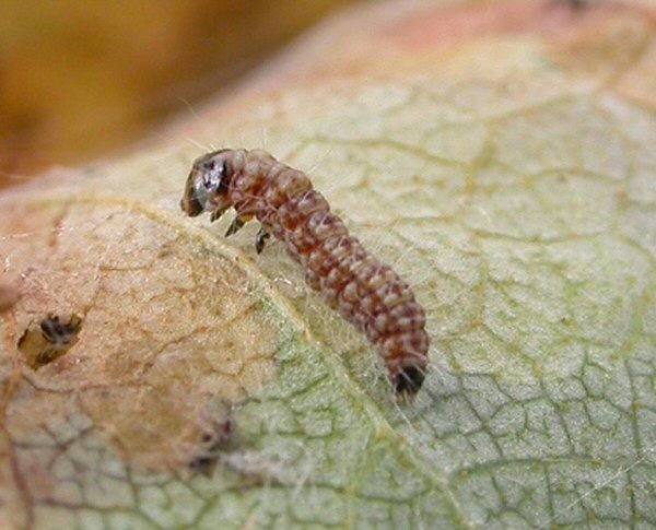 the larva