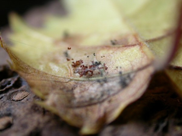 spinnings between the leaves