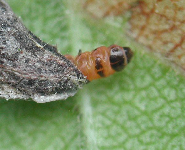the larva