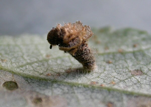 the case is coated in leaf fragments