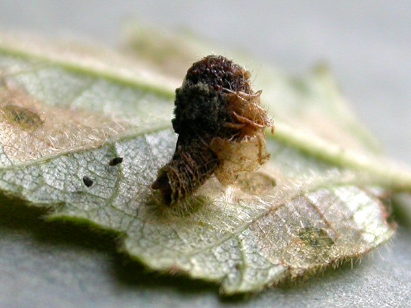 the case is coated in leaf fragments